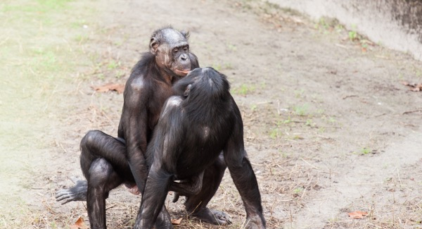 Bild 1: Geschlechtsverkehr zwischen zwei Zweigschimpansen