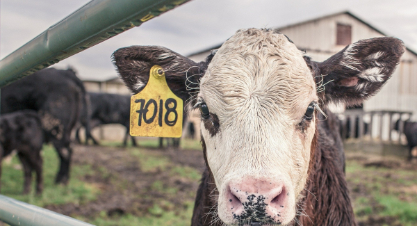 Das Fleischparadox entsteht, wenn Menschen sich bewusst werden, dass Sie gerne Fleisch essen, aber dadurch Tiere sterben. Quelle: https://pixabay.com/de/photos/kalb-kuh-maverick-nutztiere-362170/