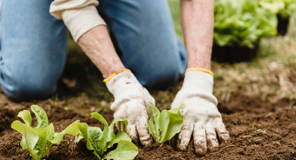 Mitpflanzen, miternten, mitwirken – Was Mitglieder bewegt, sich in einer Solidarischen Landwirtschaft zu engagieren
