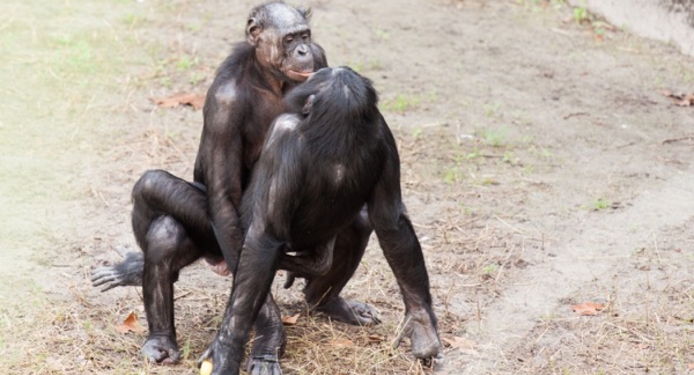 Bild 1: Geschlechtsverkehr zwischen zwei Zweigschimpansen