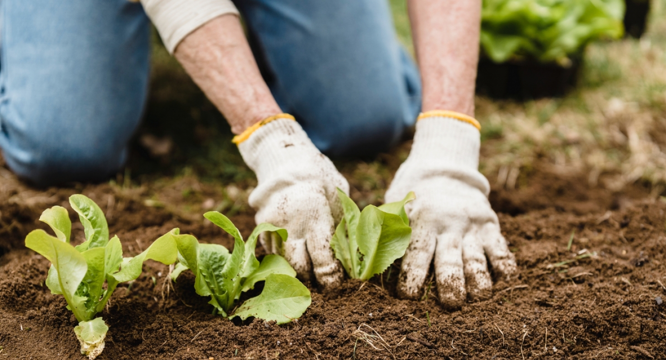 Mitpflanzen, miternten, mitwirken – Was Mitglieder bewegt, sich in einer Solidarischen Landwirtschaft zu engagieren