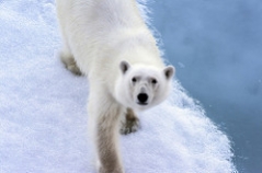 Eisbär auf Eisscholle