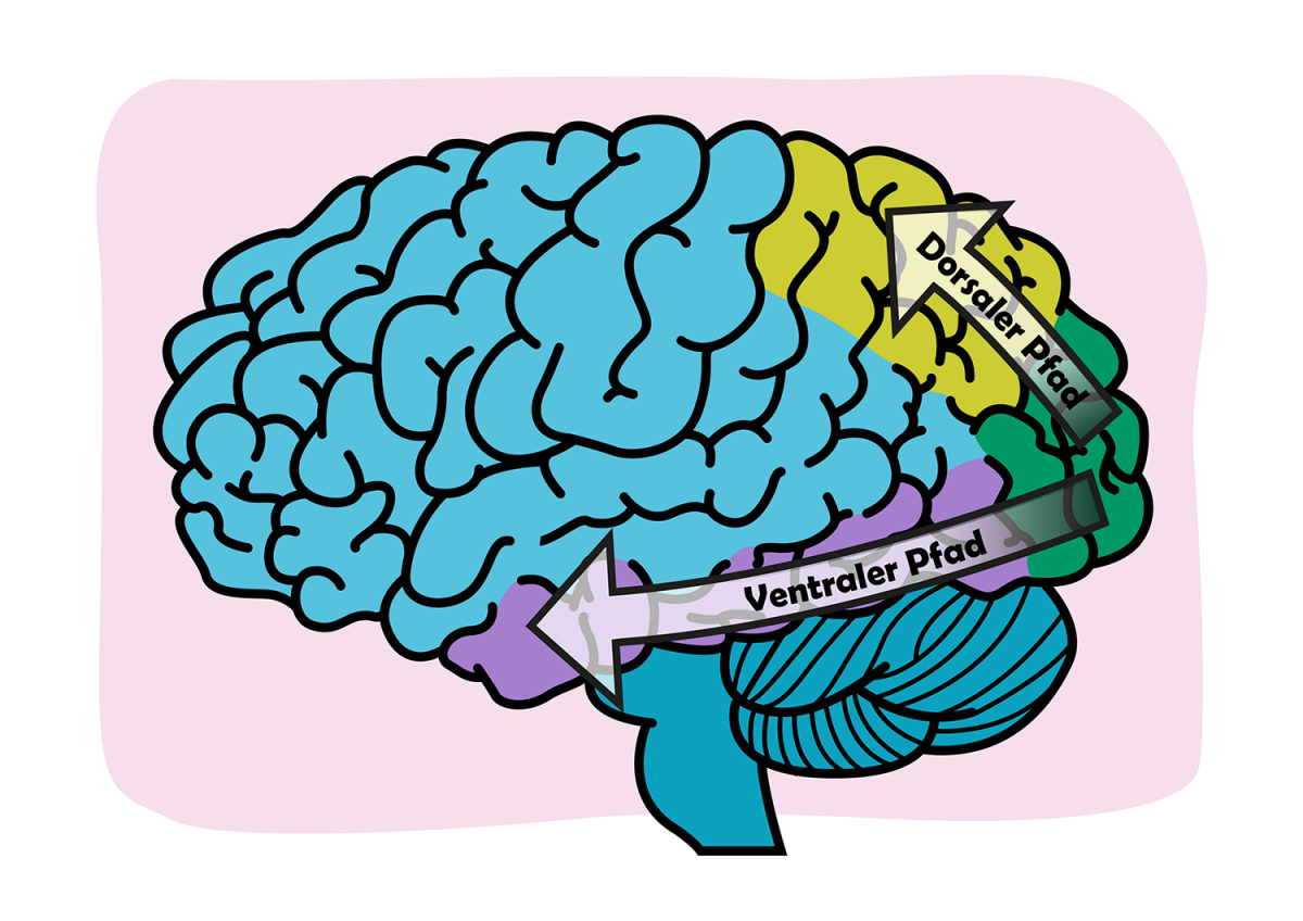 Bild 2: Dorsale und ventrale Pfade Bild 2: Dorsale und ventrale Pfade
