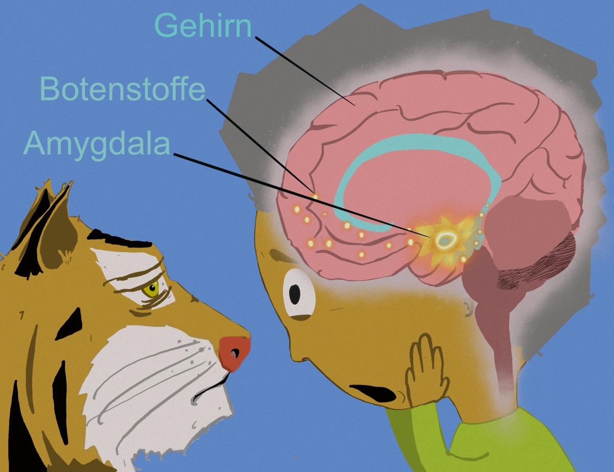 Bild 7: Amygdala Bild 7: Amygdala