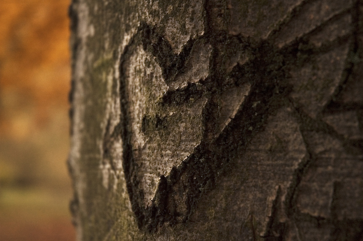 Fall in Love by Kevin Andersson via flickr.com